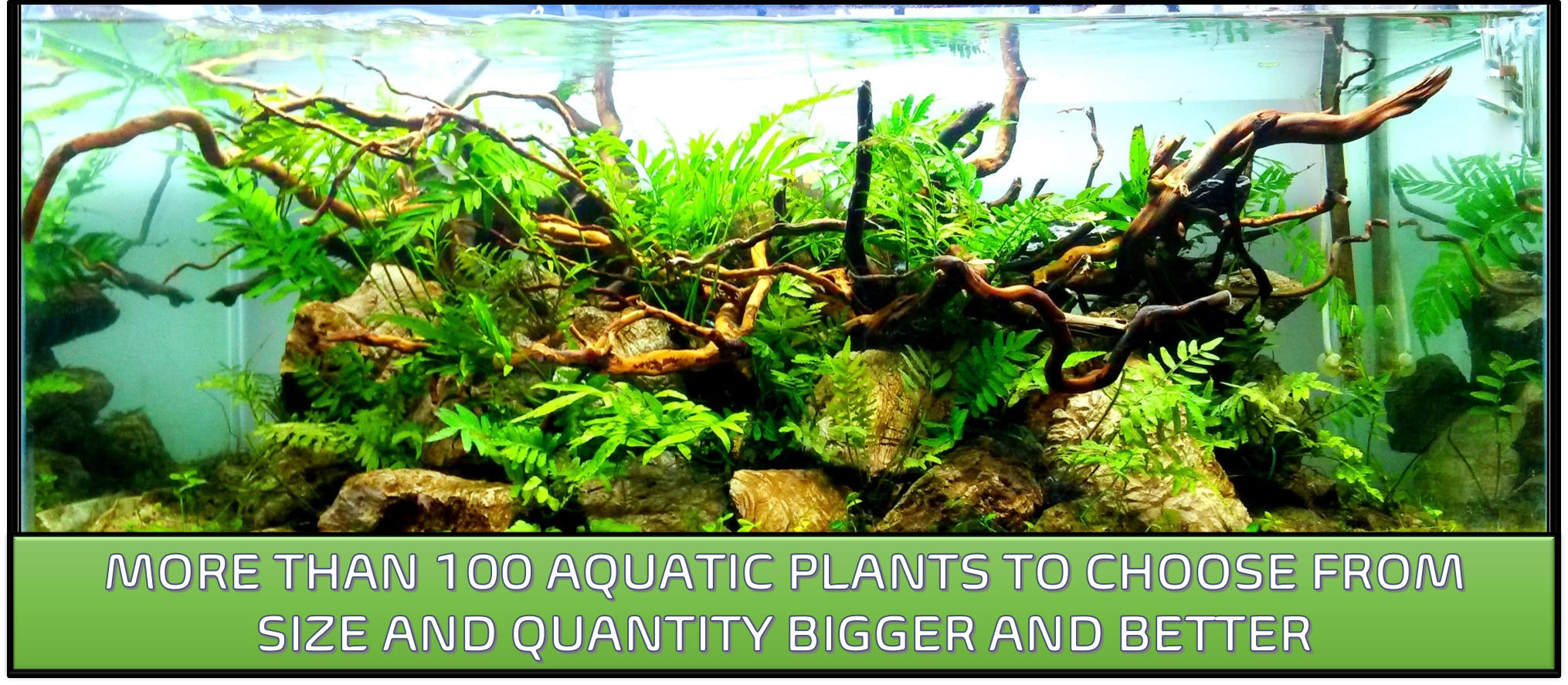 Online Aquarium Store India Aquarium Plants Online Aquarium